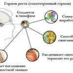 Гормон росту